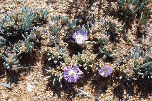 Ebracteola fulleri from clump to colony